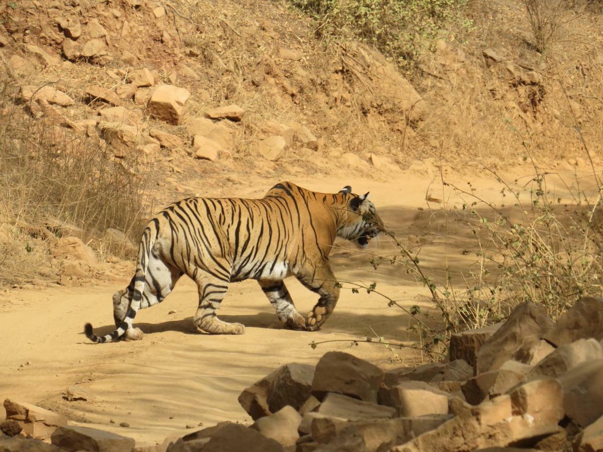 Rajputana Heritage Sawai Madhopur Eksteriør billede